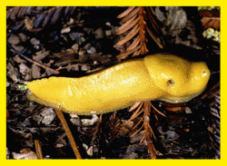 Yellow Banana Slug