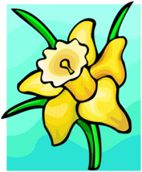 Yellow Daffodil