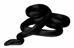 Black Snake