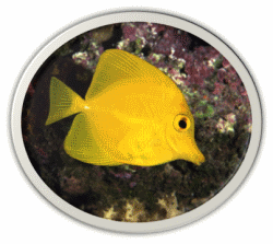 Yellow Tang Fish