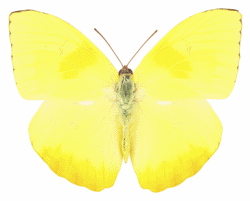 Yellow Buttercup Butterfly