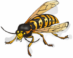 Yellowjacket Wasp