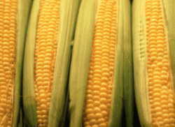 Yellow Corn