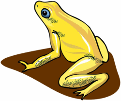 Yellow Frog