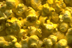 Yellow Popcorn