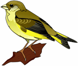 Yellow Finch