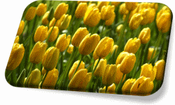 Yellow Tulips