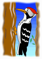 Woodpecker