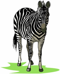 Zebra