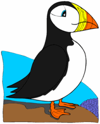 Puffin