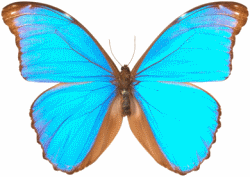 Blue Morpho Butterfly