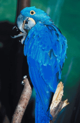 Blue Parrot