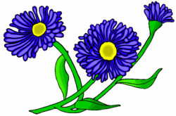 Blue Asters