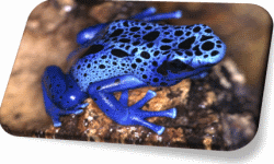 Poison Arrow Frog