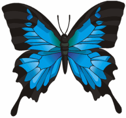 Ulysses Butterfly