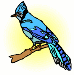 Blue Jay