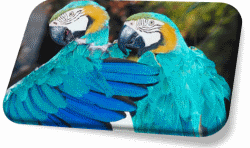 Blue Macaws