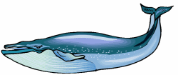 Blue Whale