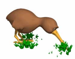 Kiwi Bird