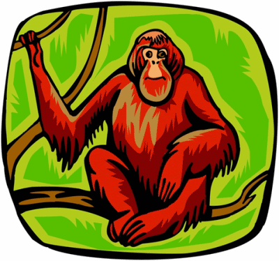 Orangutan