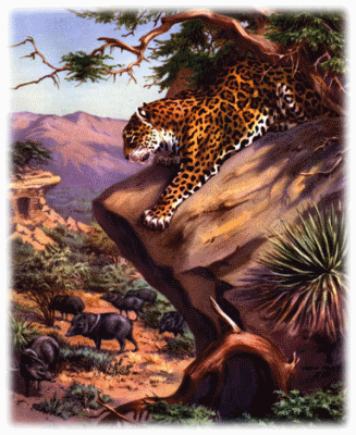 Jaguars