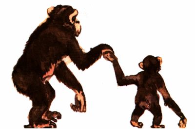 Chimpanzees