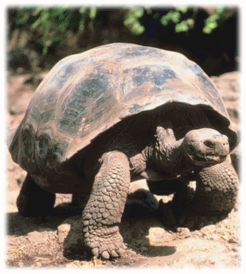 Galapagos Tortoise