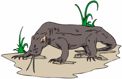 Komodo Dragon