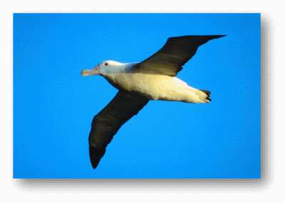 Wandering Albatross