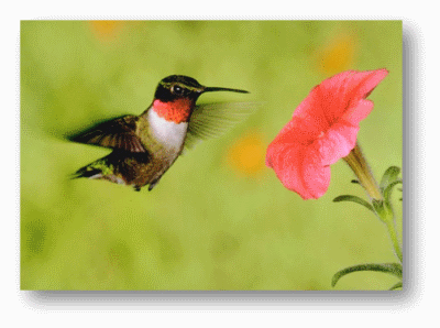 Hummingbird