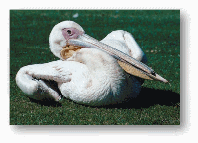 Pelican