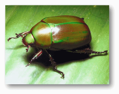 Beetle