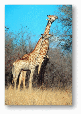 Giraffe