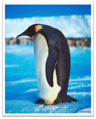 Emperor Penguin