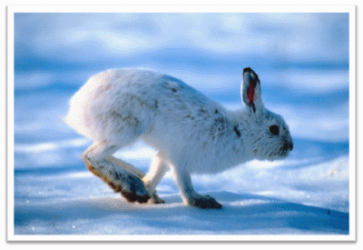 Arctic Hare