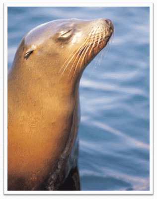 Seal