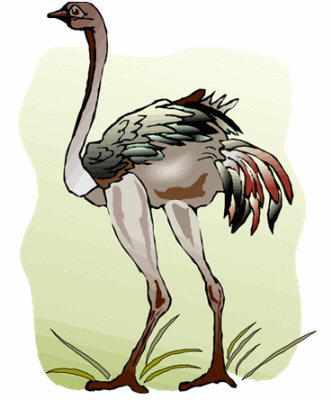 Ostrich