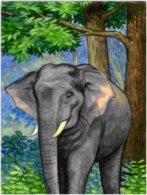 Elephant