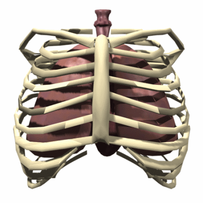 rib cage