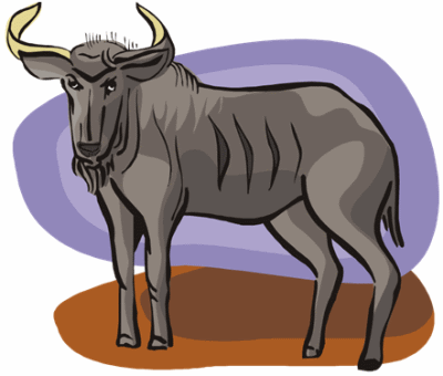 Wildebeest