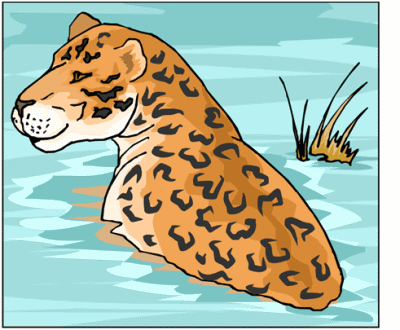 Leopard