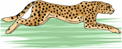 Cheetah