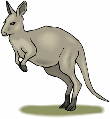 Kangaroo