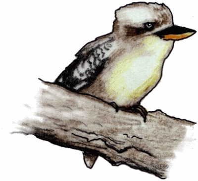 Kookaburra