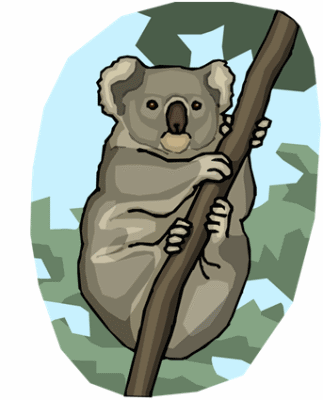 Koala