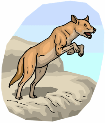 Dingo