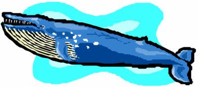 Blue Whale