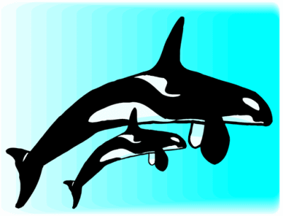 Killer Whale