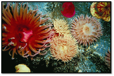 Sea Anemones