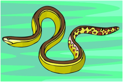 Sea Snake